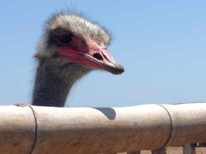 They also bred ostriches.